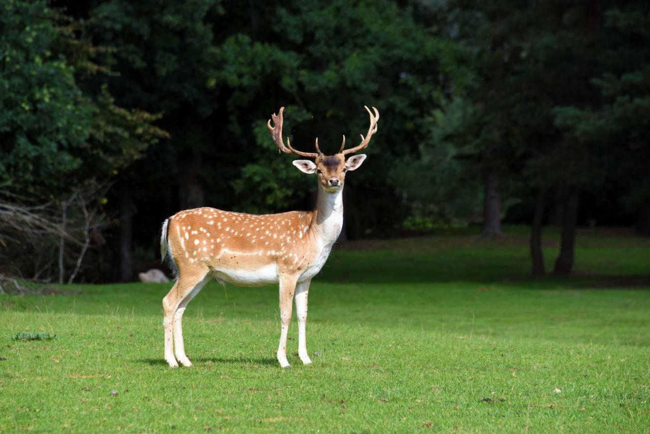 Vip Forest Dreams Villa Anykščiai Bagian luar foto